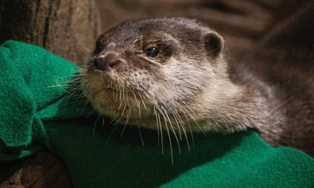 Otters in Georgia Aquarium Test Positive for COVID-19