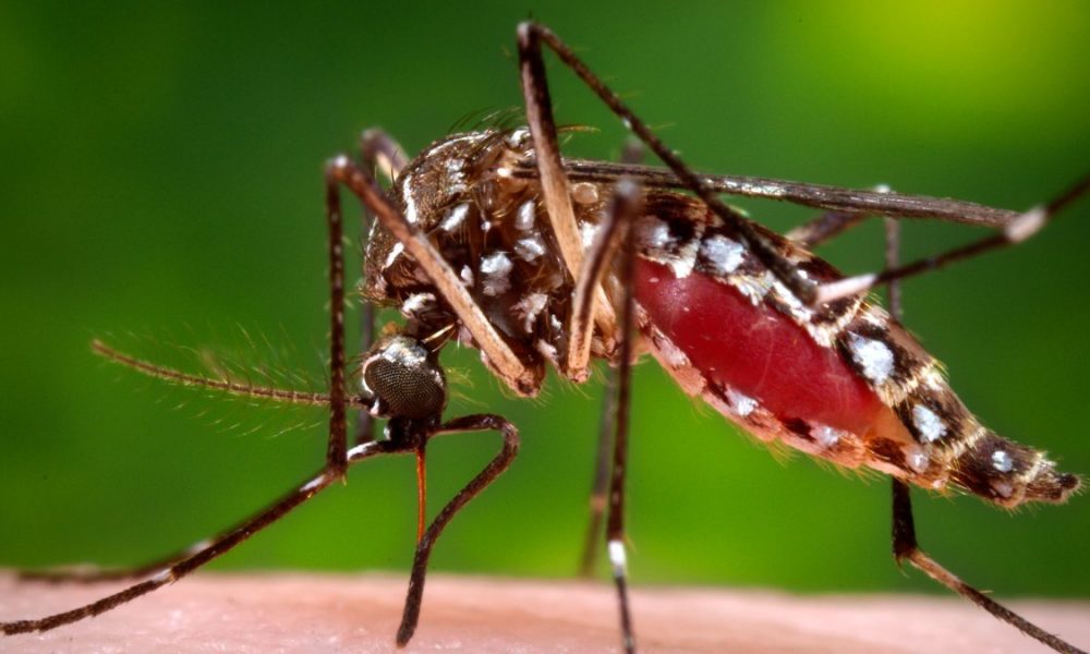Genetically Modified Mosquitoes to be Released in Florida