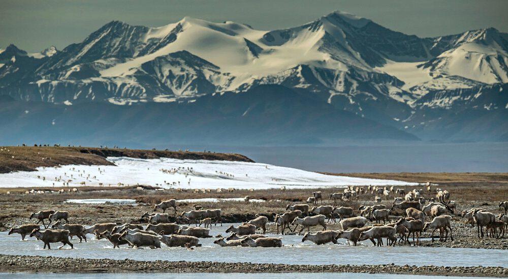 Biden Administration Halts Oil Drilling Leases in Alaska Wildlife Refuge